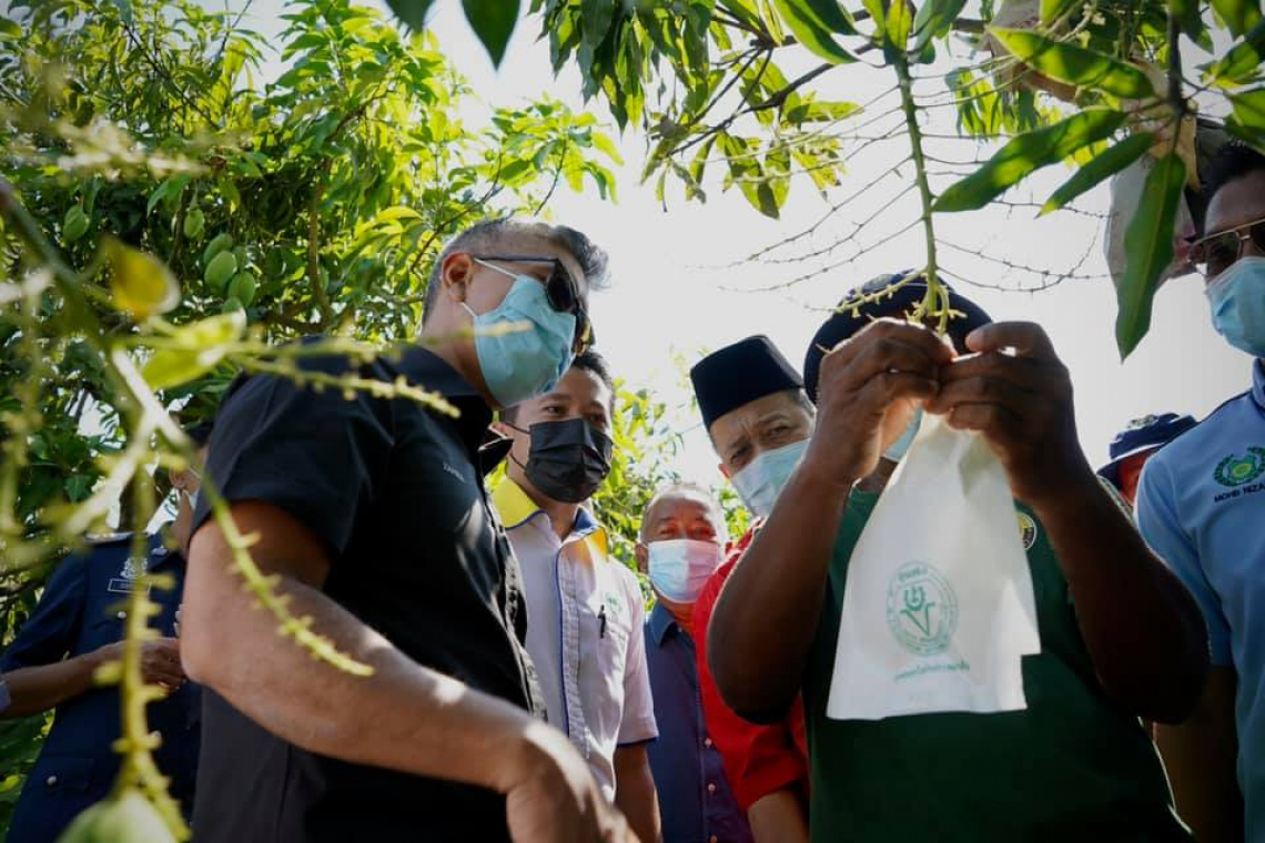 #MisiPRIHATIN &amp; #TinjauMOF Ke Negeri Perlis – Ladang Harumanis Alor Ara