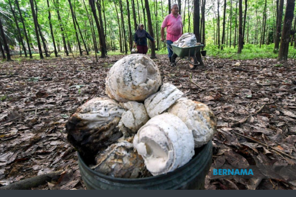 Budget 2022: RM2.5 bil for commodity development prog