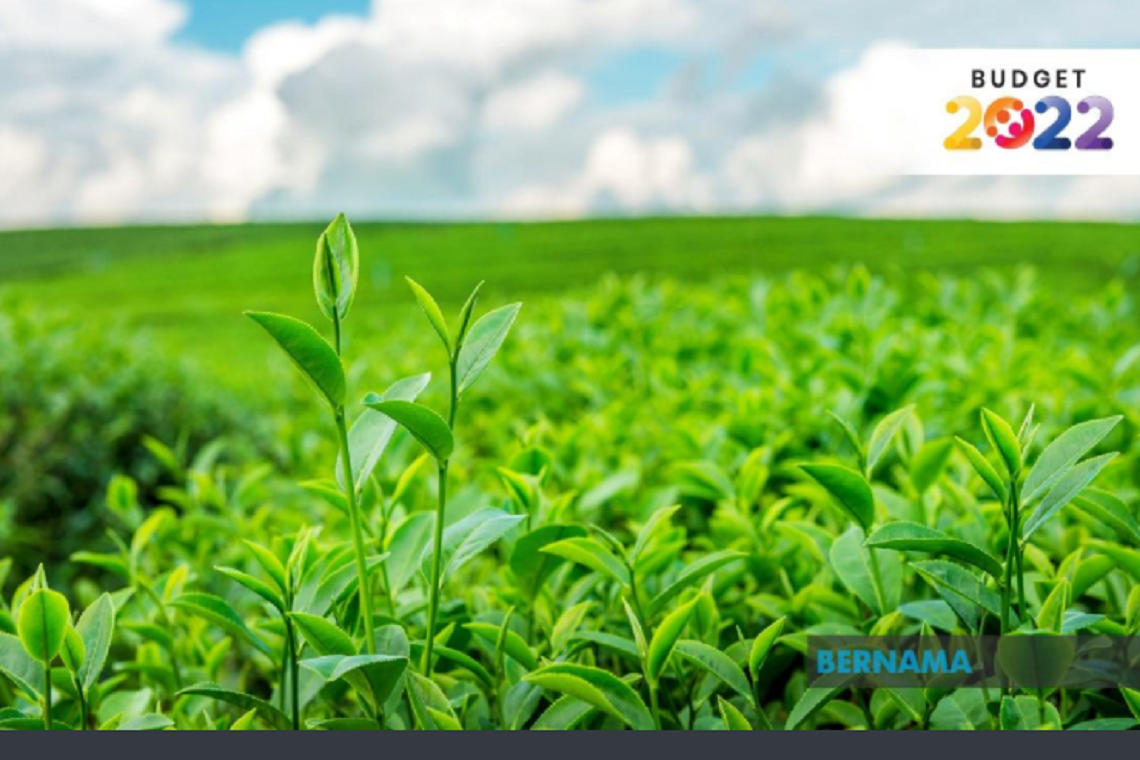 Budget 2022: Idle Fed gov't, Malay reserve land could be leased for agro, business projects