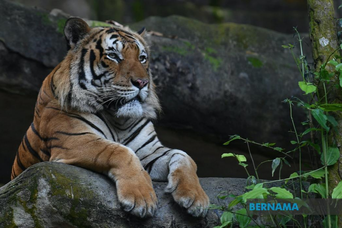 Bajet 2023: RM36 juta lindungi hidupan liar, renjer komuniti ditambah