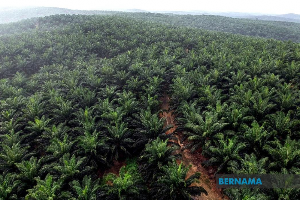 Felda: Kerajaan Komited Ambil Tindakan Susulan, Sempurnakan Pelan Pemulihan - MoF