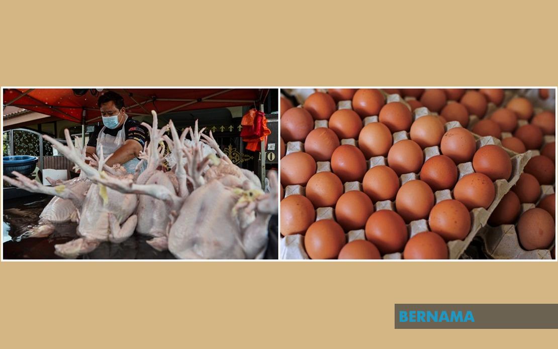 Price Controls For Eggs, Chicken Will Be Lifted To Ensure Sufficient Supply