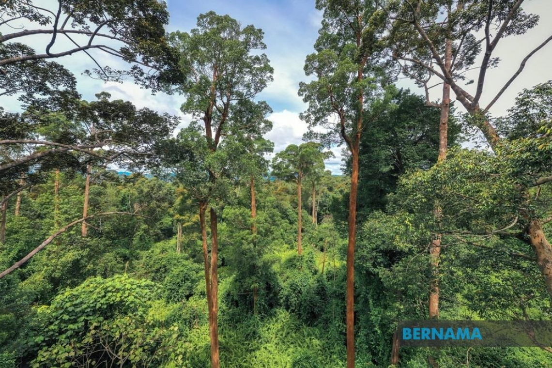 Kerajaan Bakal Pelopori Penerbitan Sukuk Biodiversiti Sehingga RM1 Bln - PM Anwar