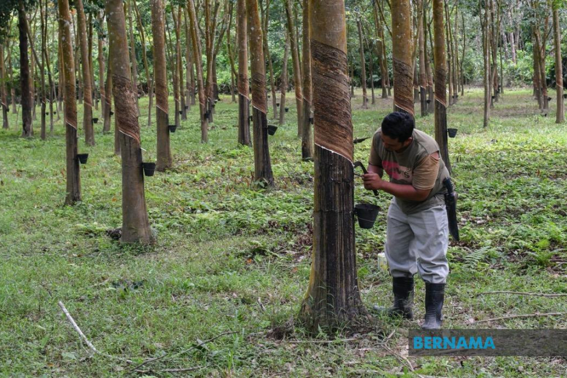 IPG raised for two consecutive years to protect rubber smallholders' welfare – MOF
