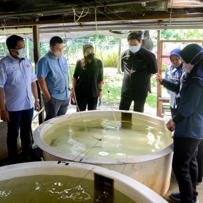 Sesi Lawatan sempena #JelajahBajet2023 ke Akuarium Marin & Hatcheri Ikan, Institusi Penyelidikan Marin Borneo Sabah, UMS