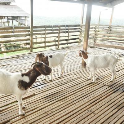 Sesi Turun Padang sempena Jelajah #Bajet2023 ke Ladang Penternakan KLAS Farm Sdn. Bhd. di Melaka